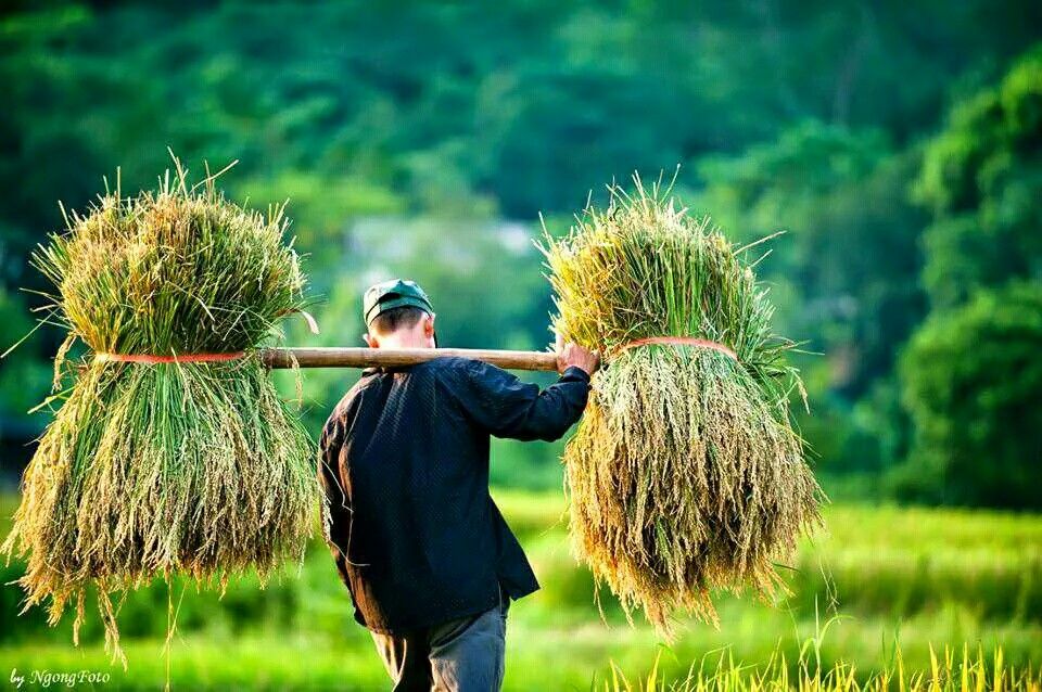 Hình ảnh làng quê thanh bình lúc ánh náng lui sau núi xa