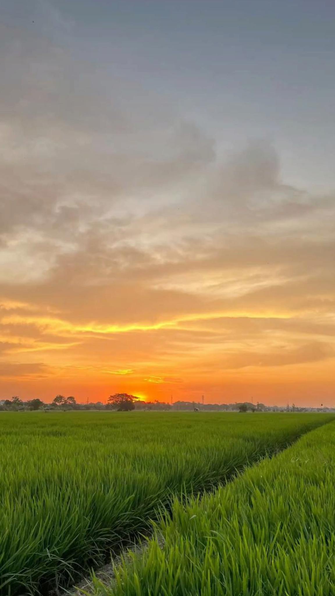 Hình nền quê hương việt nam với bầu trời rạng đông rực rỡ