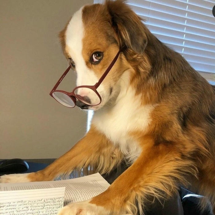 avatar meme hình vui nhộn hài