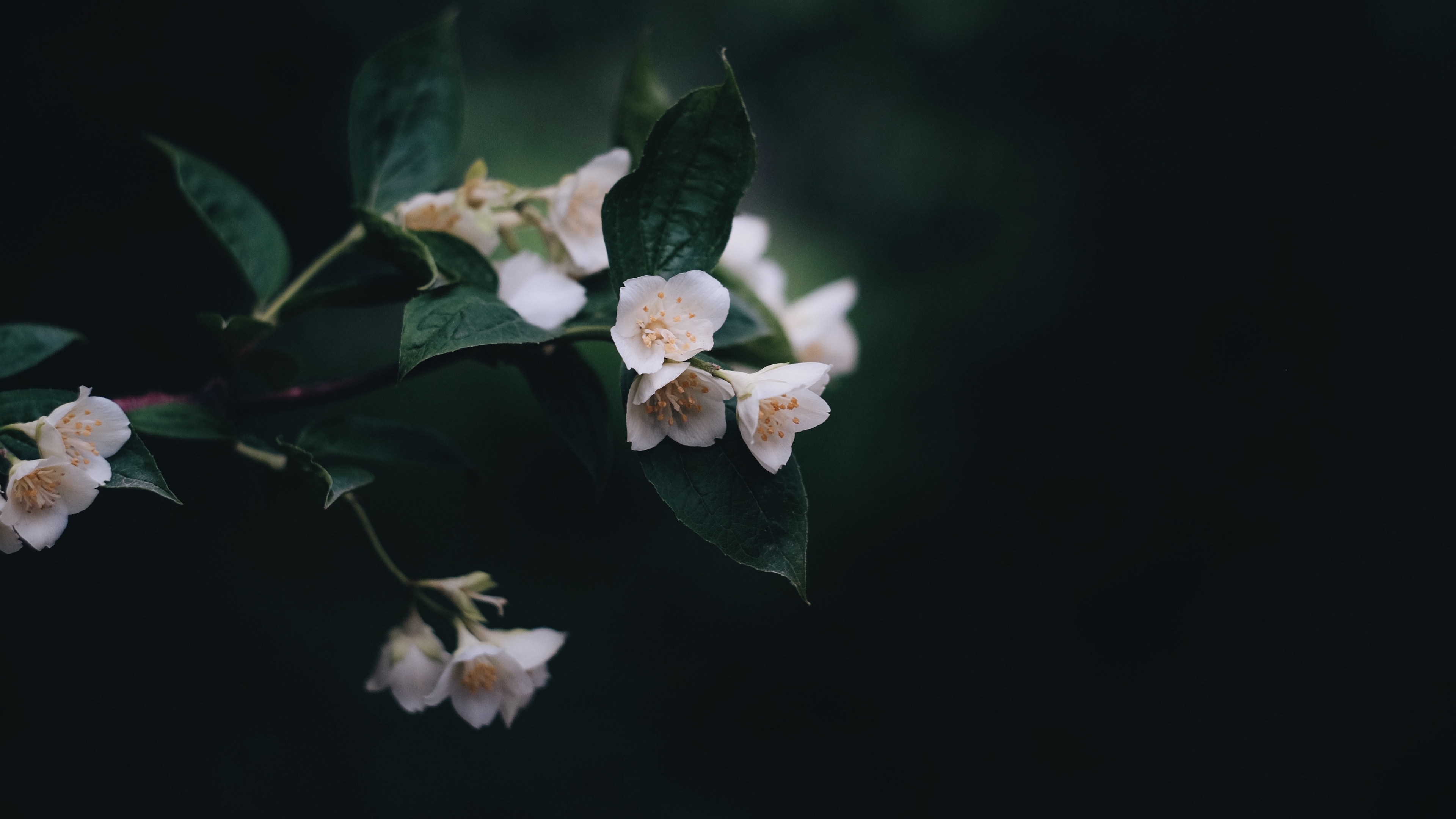 hình nền đen trắng mới