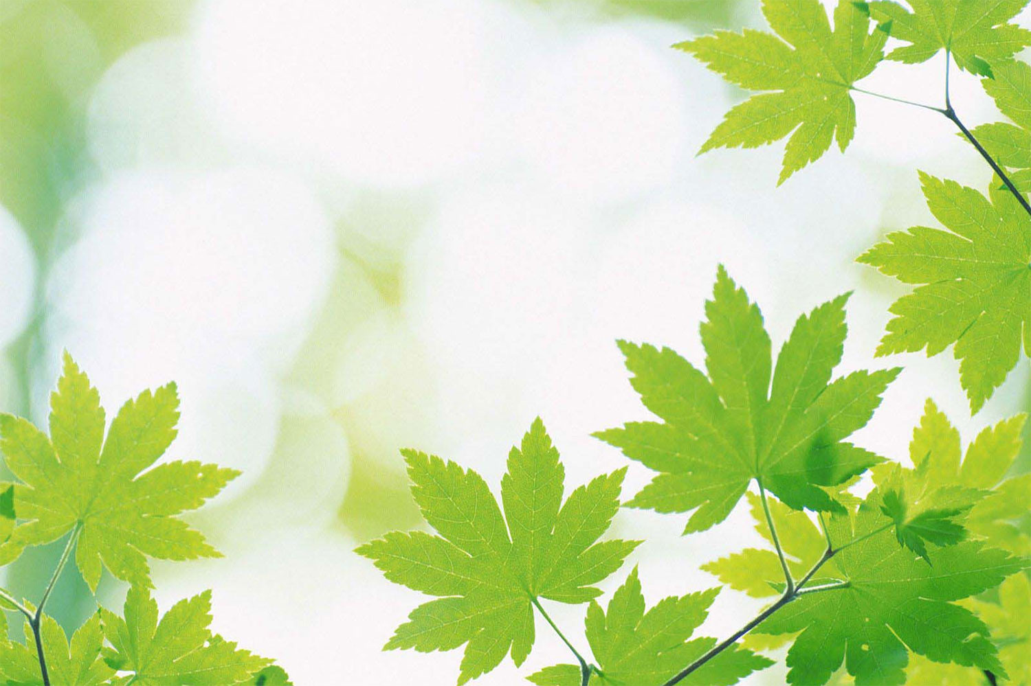 hinh-nen-powerpoint-xanh-la-14