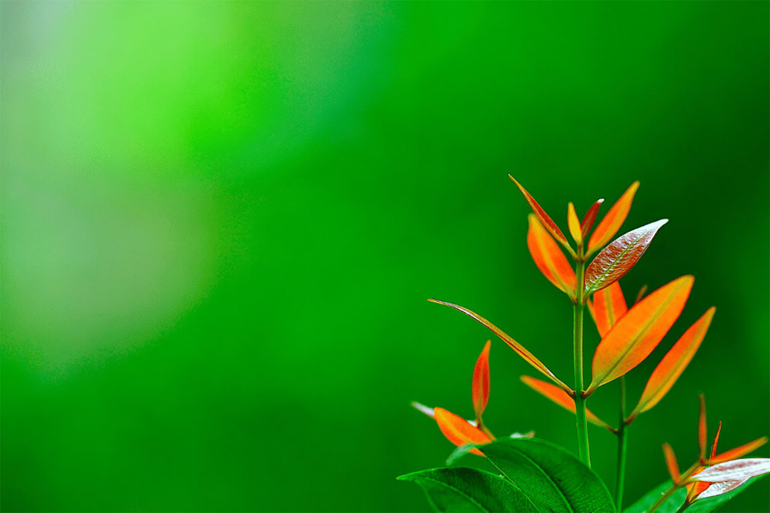 hinh-nen-powerpoint-xanh-la-27