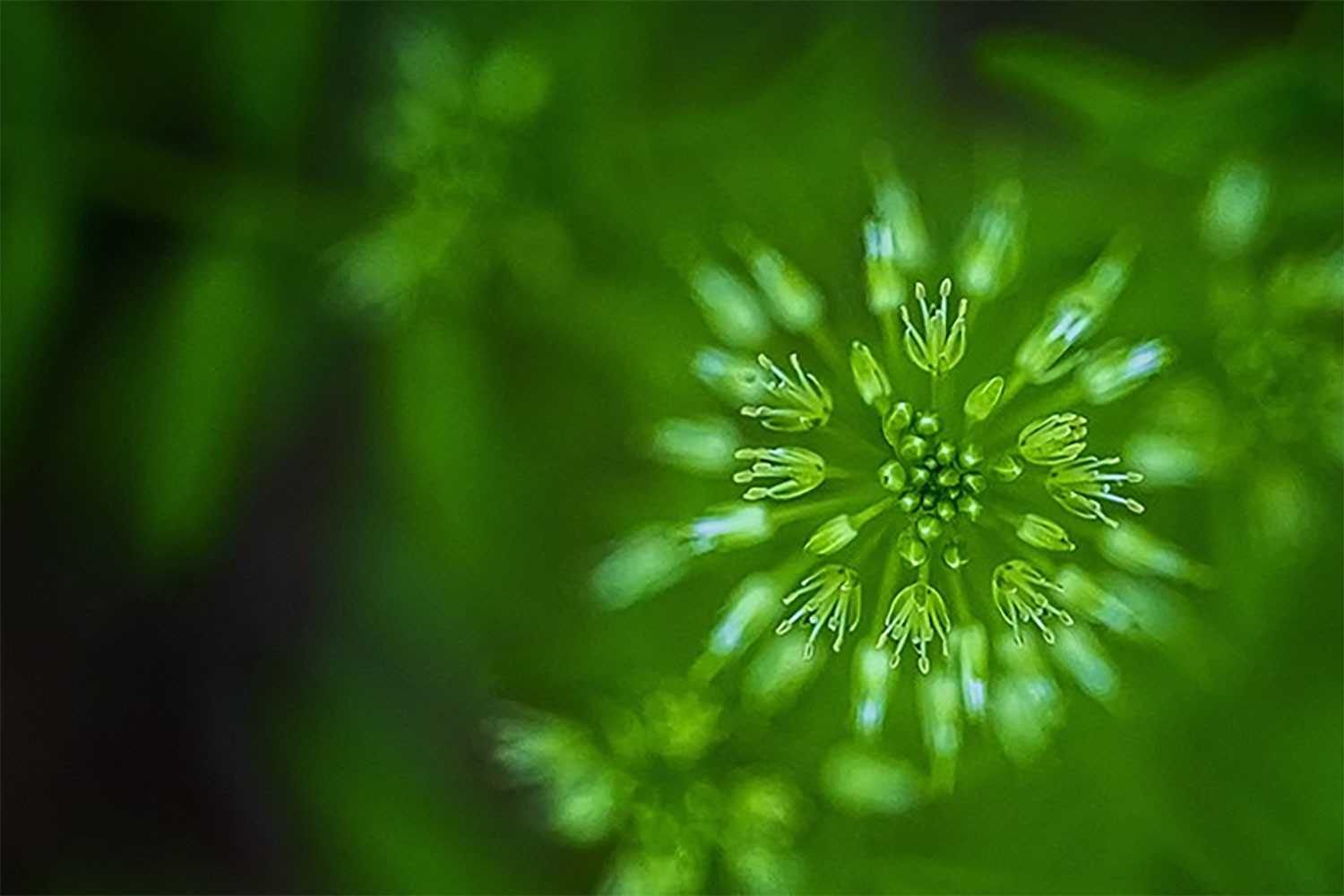 hinh-nen-powerpoint-xanh-la-32