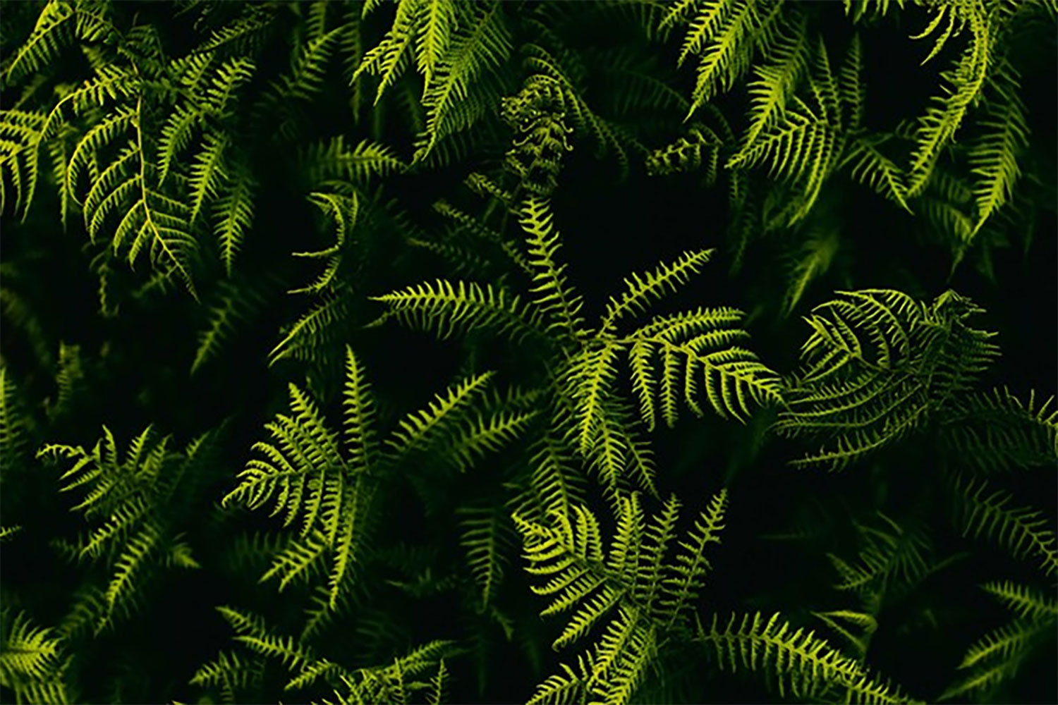 hinh-nen-powerpoint-xanh-la-32