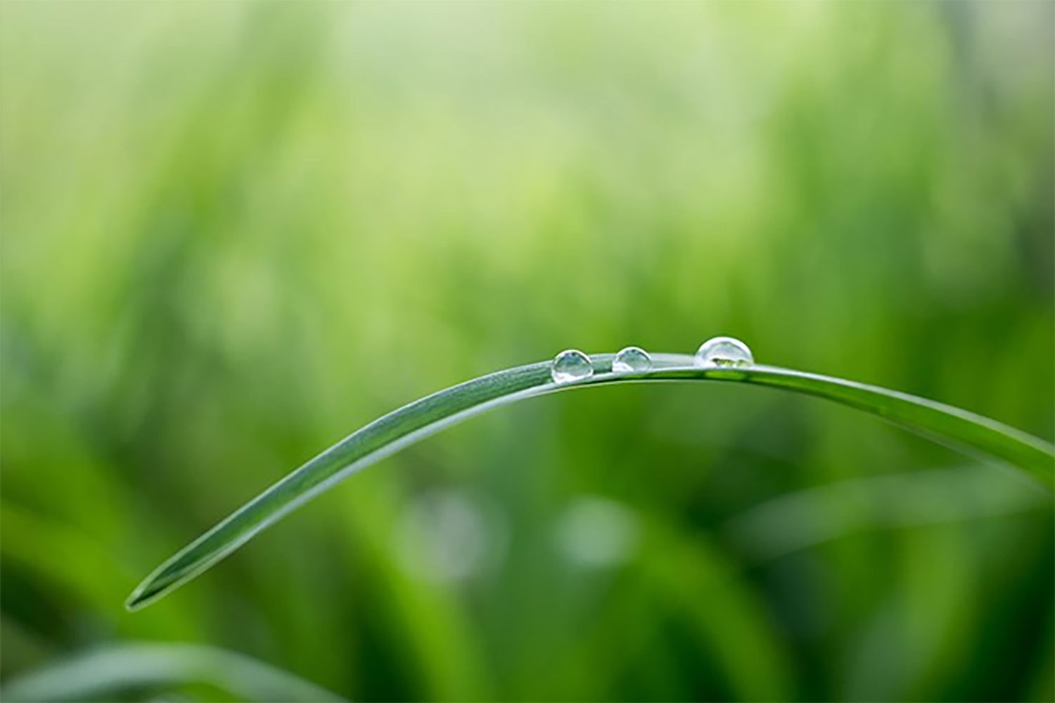 hinh-nen-powerpoint-xanh-la-33