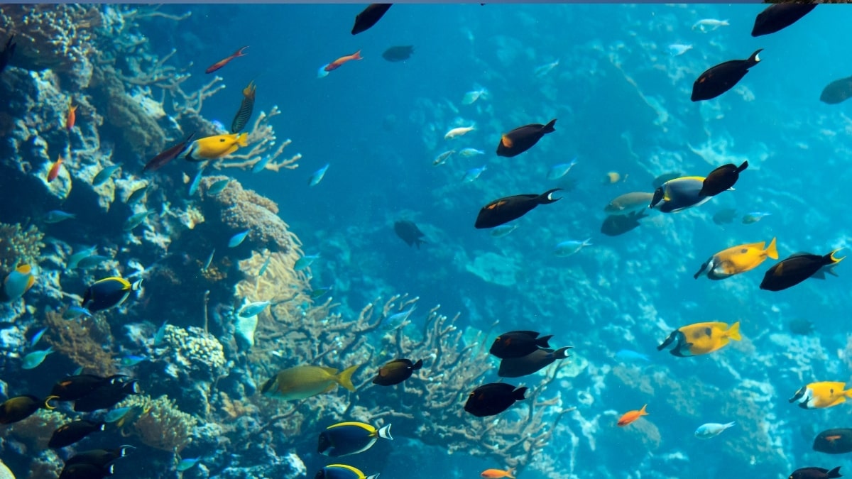 Hình nền PowerPoint biển với đàn cá sinh động