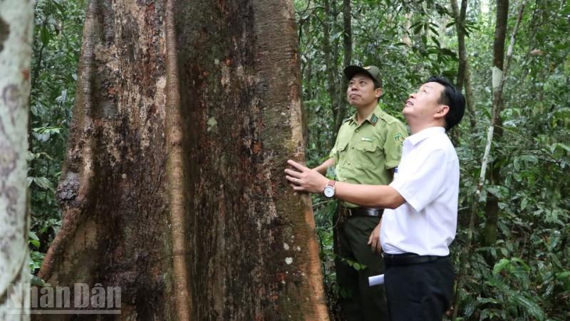 Bảo vệ “lá phổi xanh” vùng Đông Nam Bộ