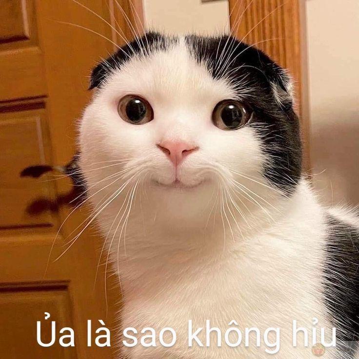 Meme không có đâu trở thành câu trả lời hài hước quen thuộc trong chat nhóm
