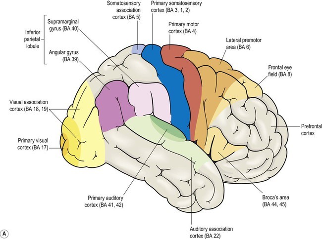 Cognitive Neuroscience Diagram depicts the broad sections of the brain that influence cognitive behavior.
