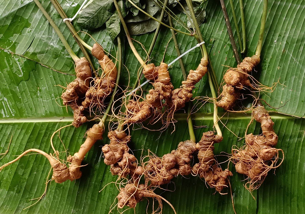 Sâm Lai Châu  - Cây vàng dưới tán rừng Tây bắc