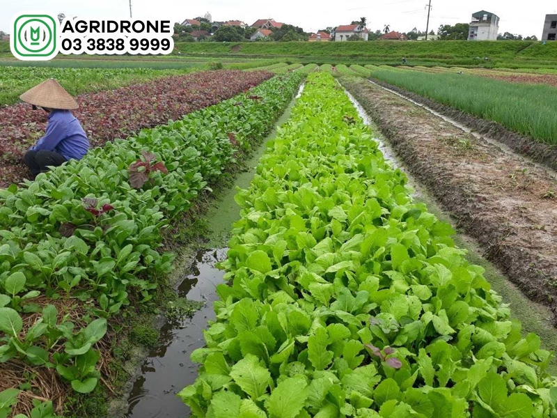 bon phan thuc la gi 02