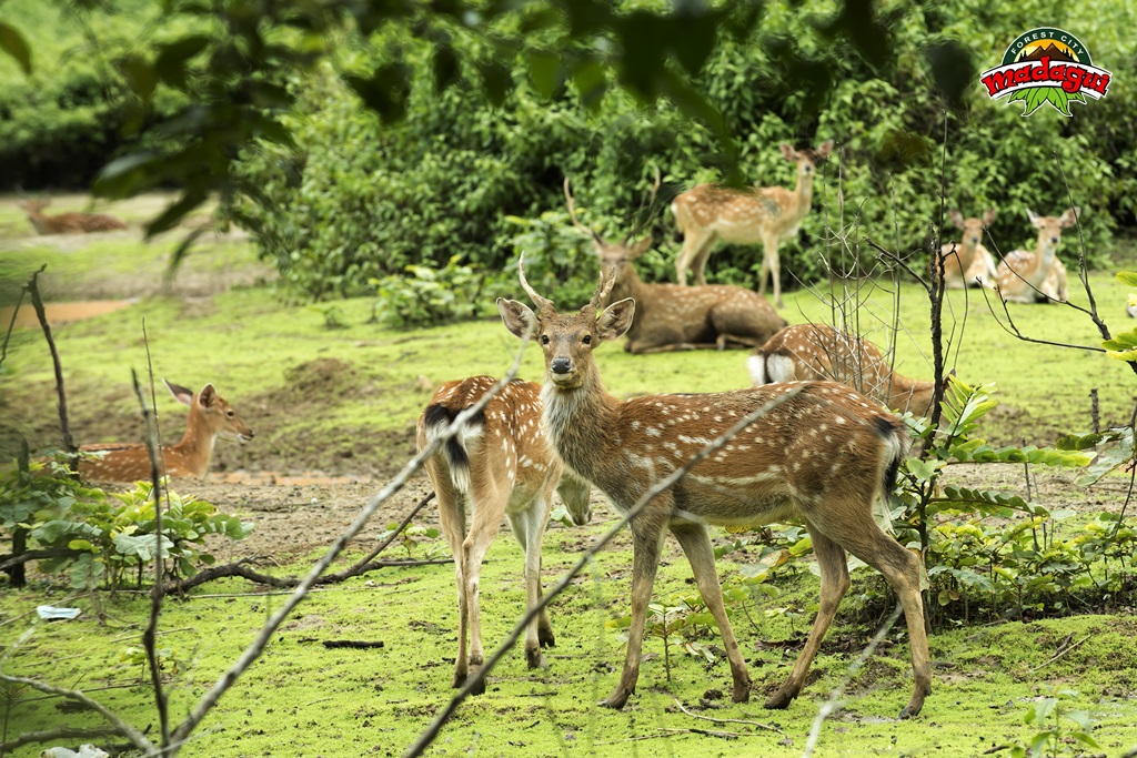 Rừng Yok Đôn - Đắk Nông, Đăk Lăk