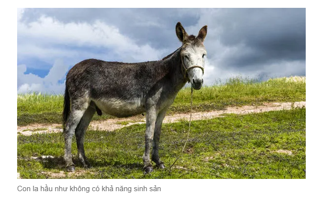 Sinh học 12: Loài