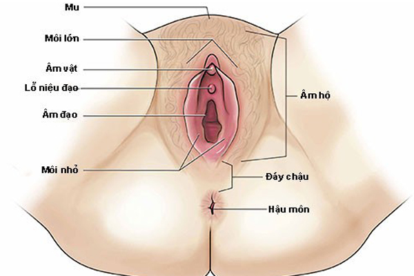 5 hình dáng phổ biến của bướm