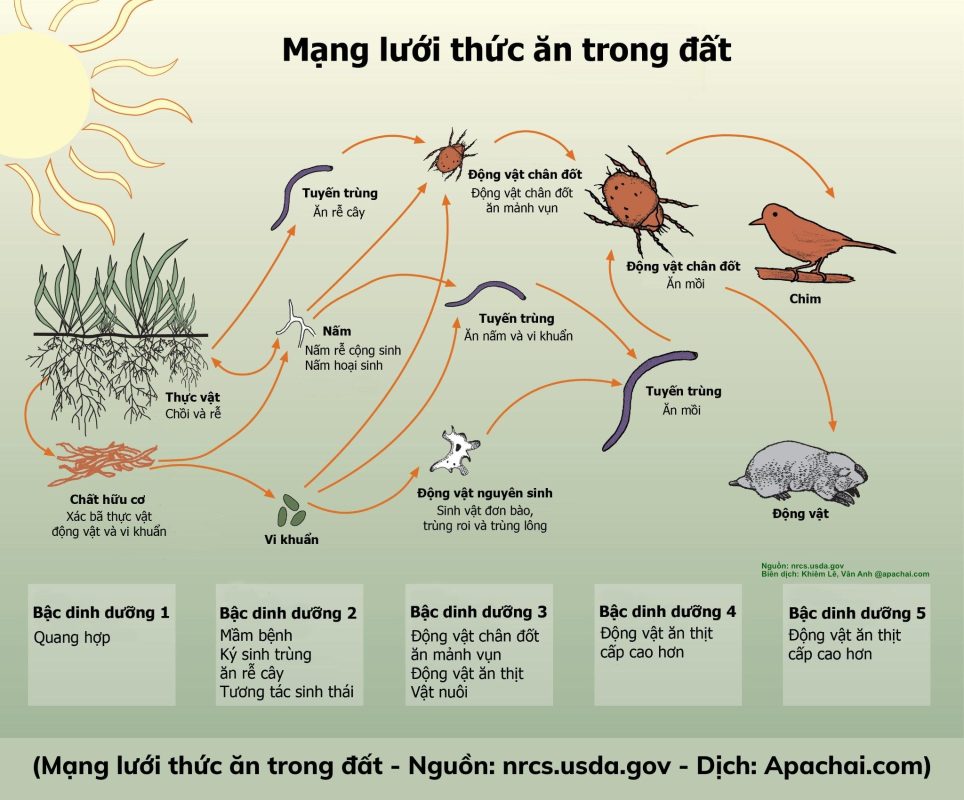 Khái niệm và vai trò của lưới thức ăn