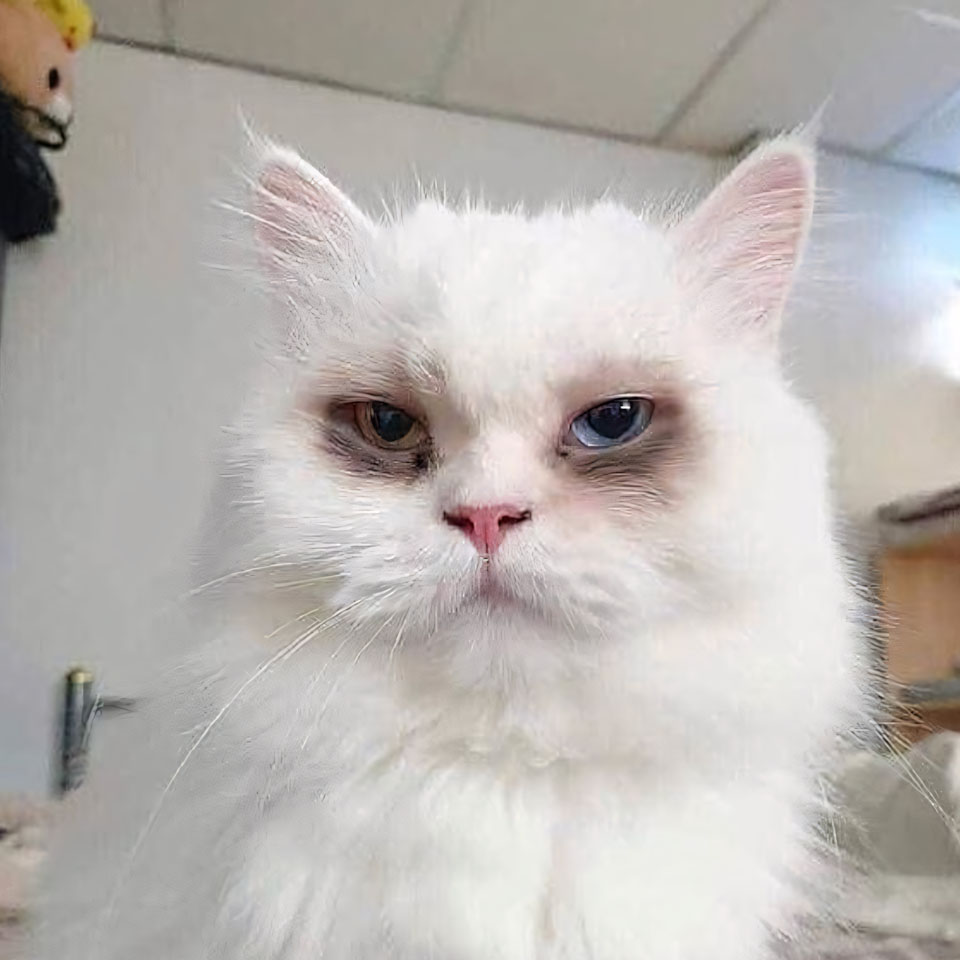 anh meme buon ngu 960px 960px avatar 5 2