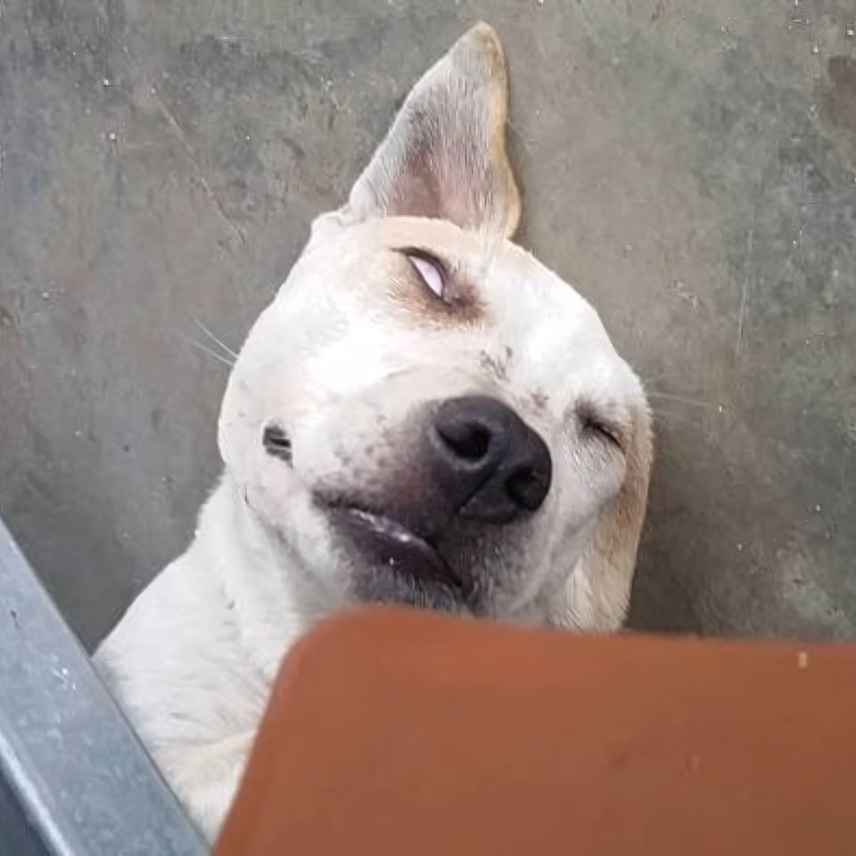 anh buon ngu hai huoc 960px 960px avatar 1 1