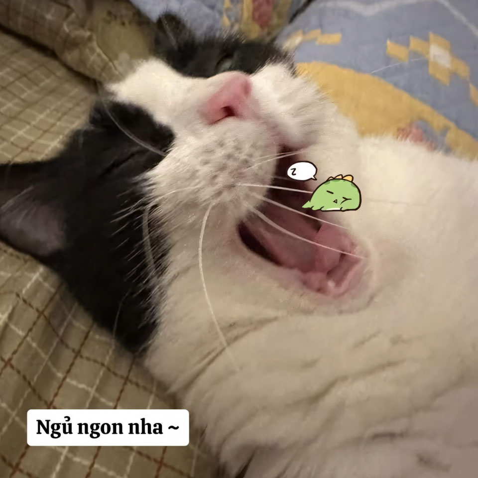 anh buon ngu hai huoc 960px 960px avatar 10 1