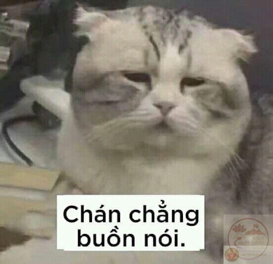 Chán chả buồn nói meme