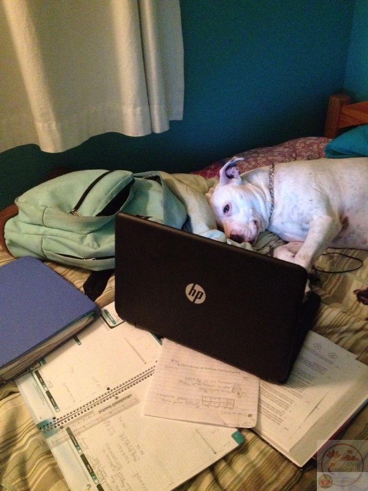 Cách diễn đạt tinh nghịch giúp tâm trạng chán nản trở thành câu chuyện vui vẻ