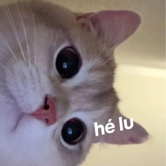 meme chào buổi sáng vui vẻ