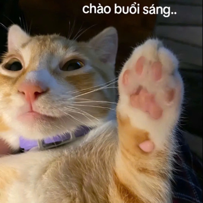 Không khí vui tươi từ meme chào buổi sáng