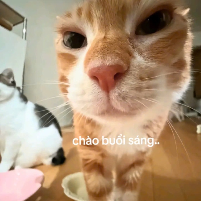 meme chào buổi sáng tích cực