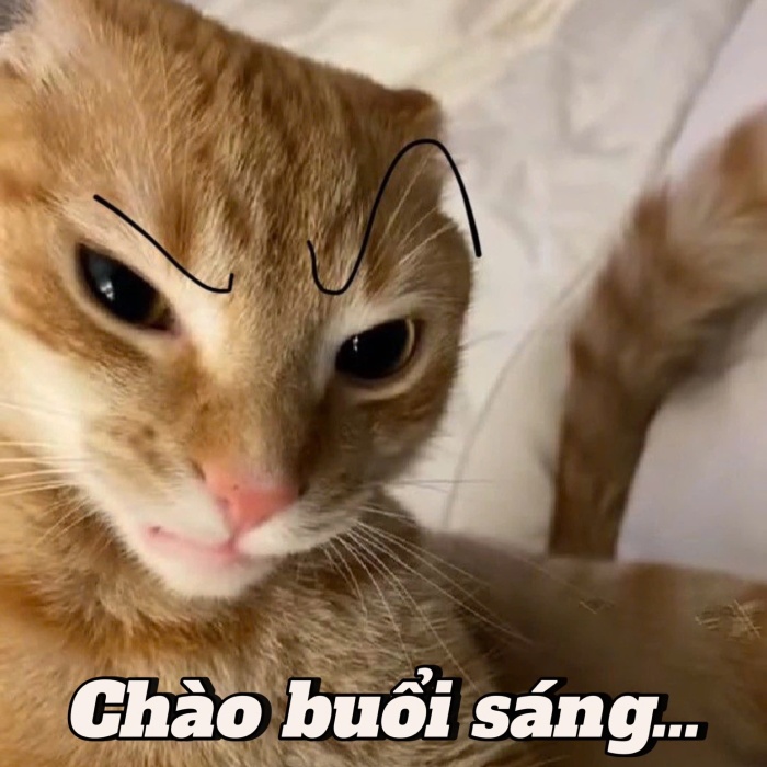 meme chào buổi sáng đáng yêu