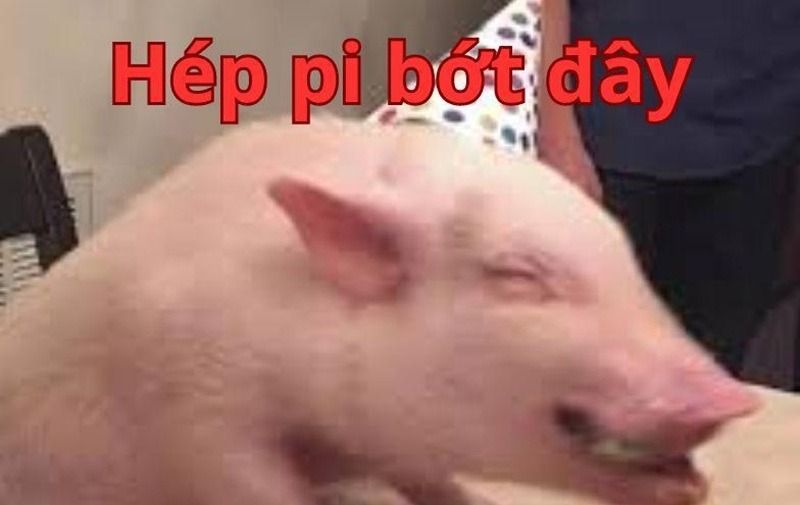 Meme chúc mừng sinh nhật hình động vật