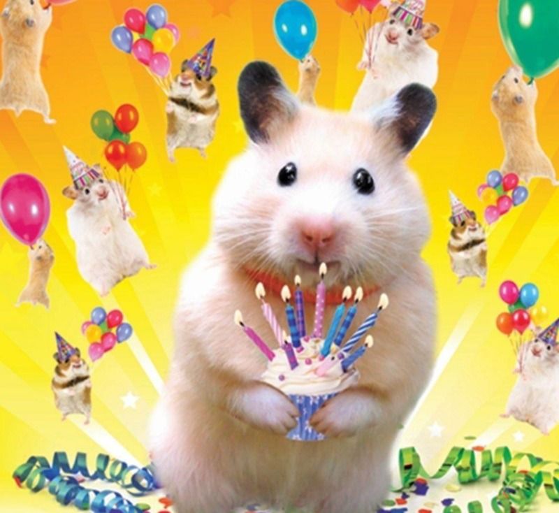 Meme chúc mừng sinh nhật hình động vật