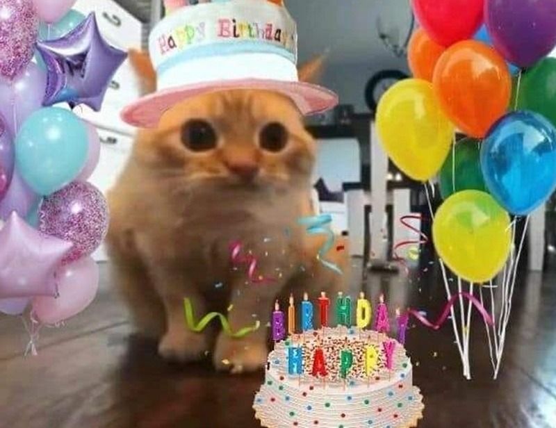 Meme chúc mừng sinh nhật hình động vật
