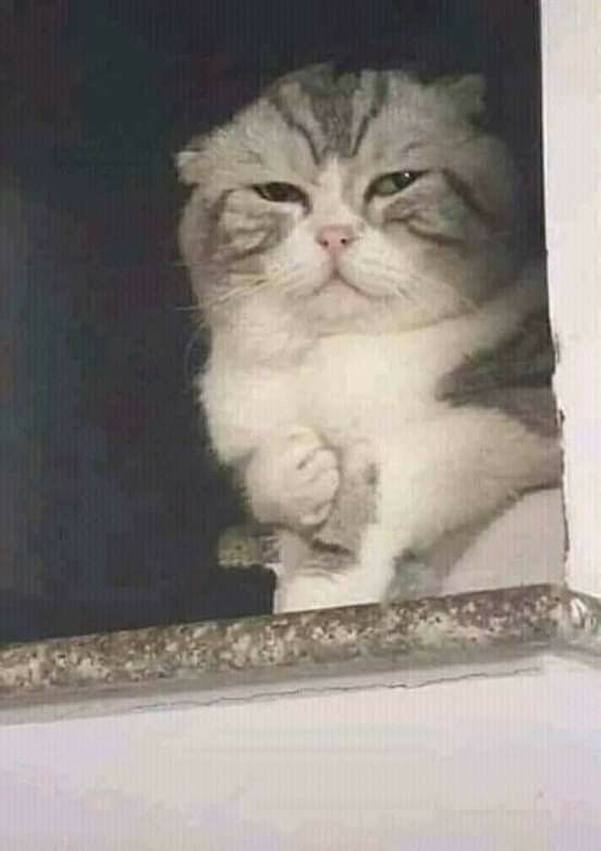 Chú mèo Việt Nam được chế meme 'đau ở đây này' giờ ra sao