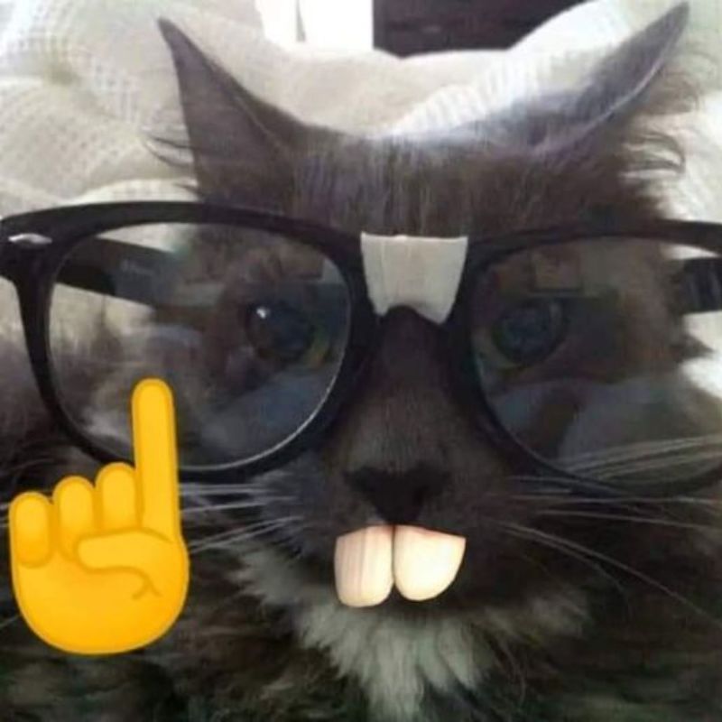 meme mèo bất ngờ