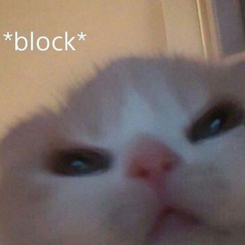 meme mèo block
