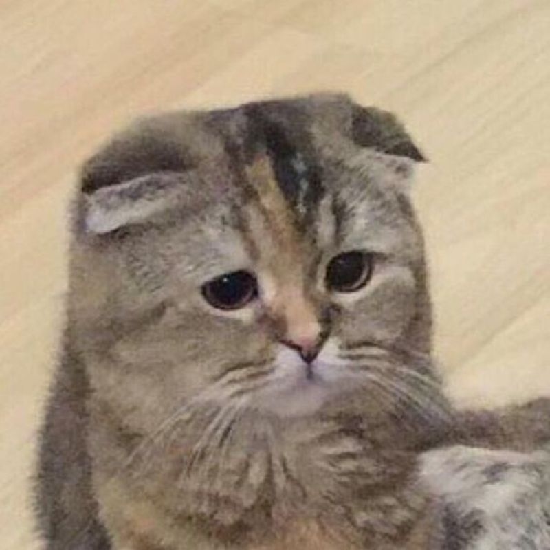 meme mèo buồn bã