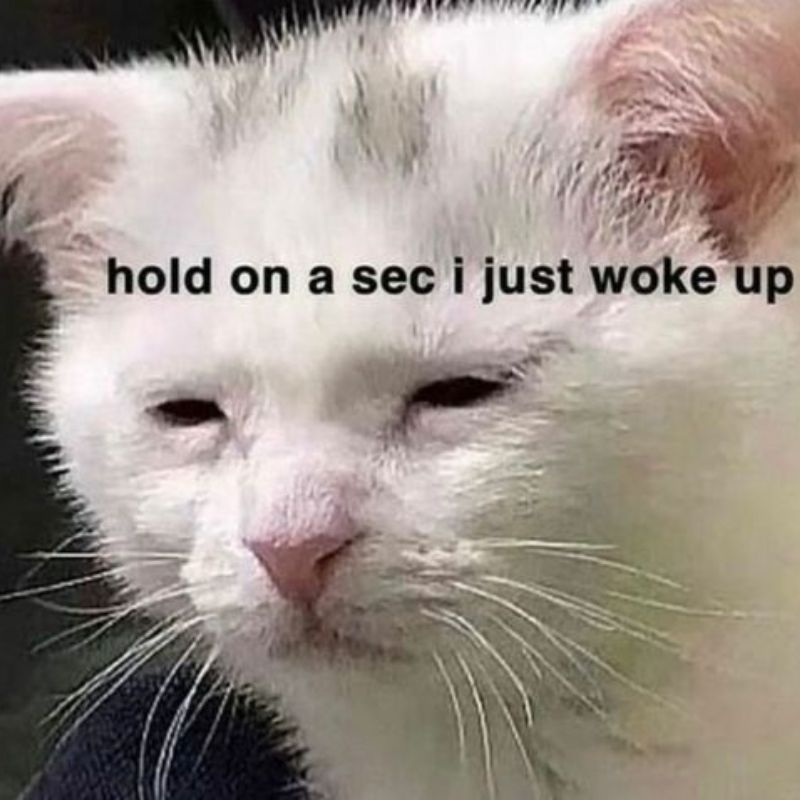 meme mèo buồn ngủ