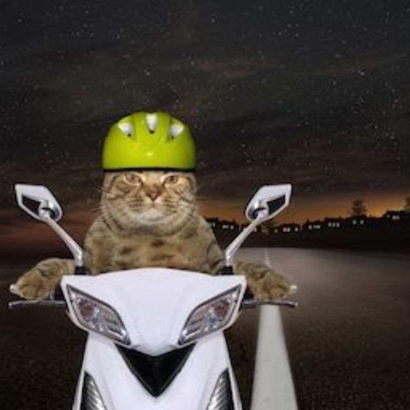 mèo đứng 2 chân meme