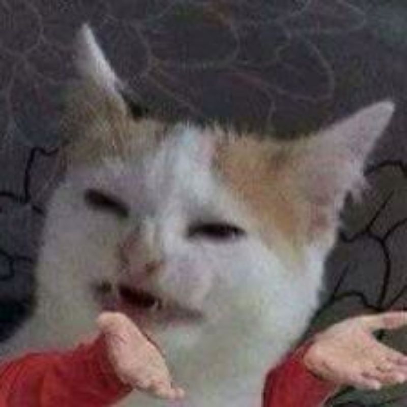 meme mèo cầu xin