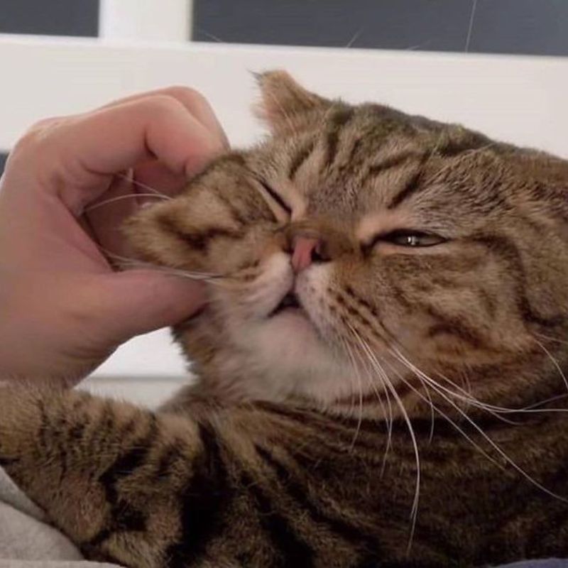 meme mèo đáng yêu