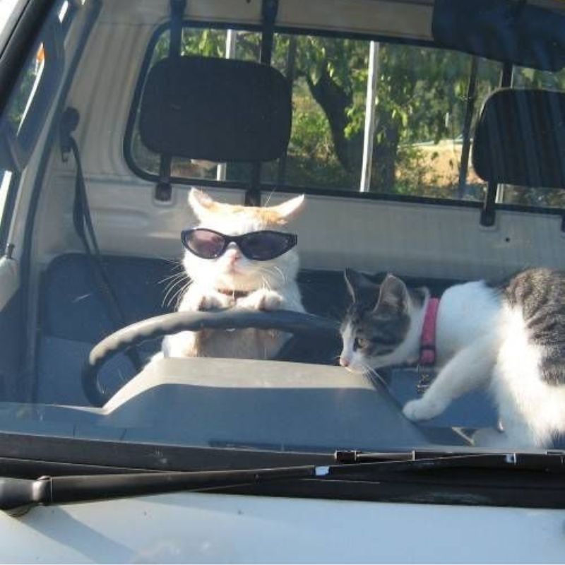 meme mèo đánh nhau