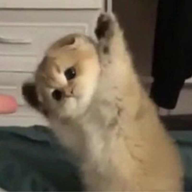 meme mèo đầu hàng