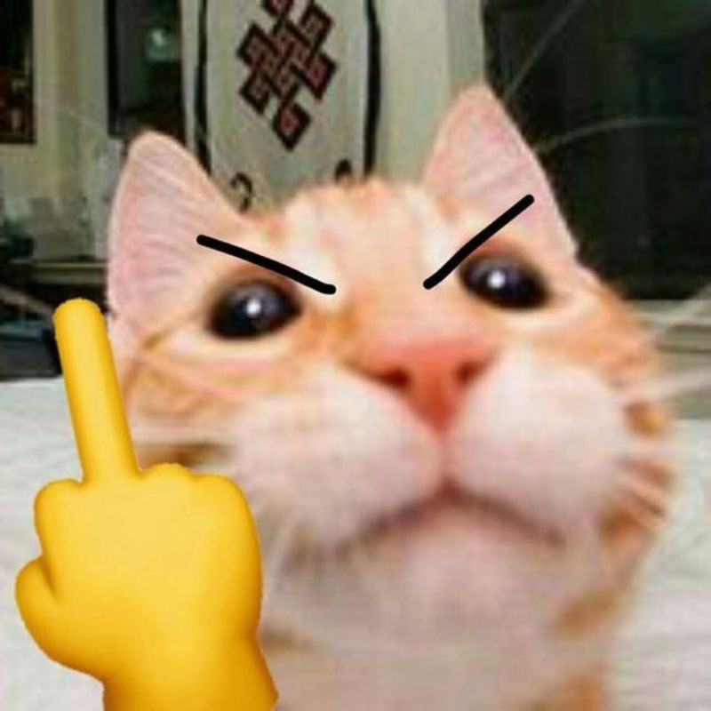 meme mèo giơ ngón giữa