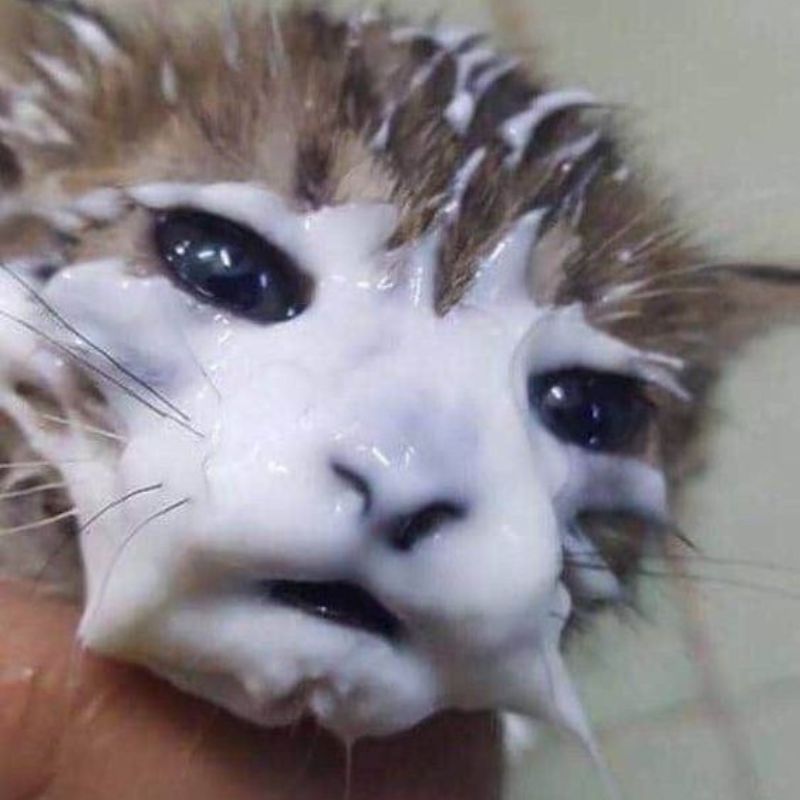 meme mèo mặt hài