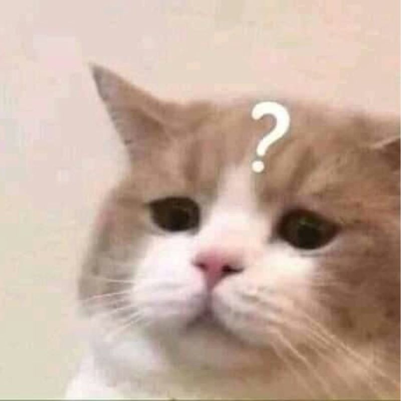 meme mèo không hiểu