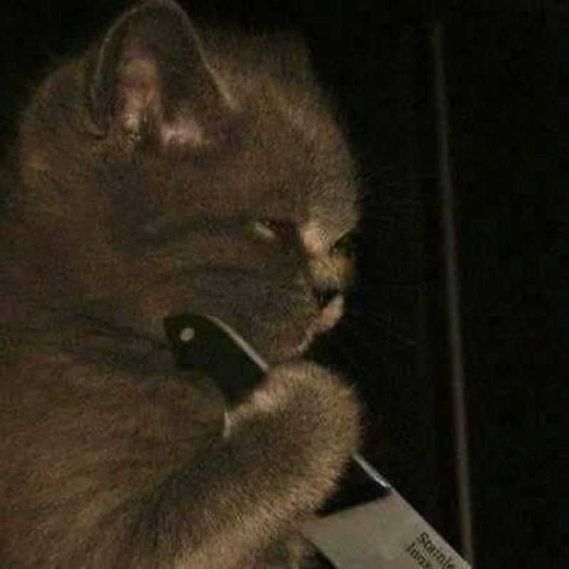 meme mèo khóc thét