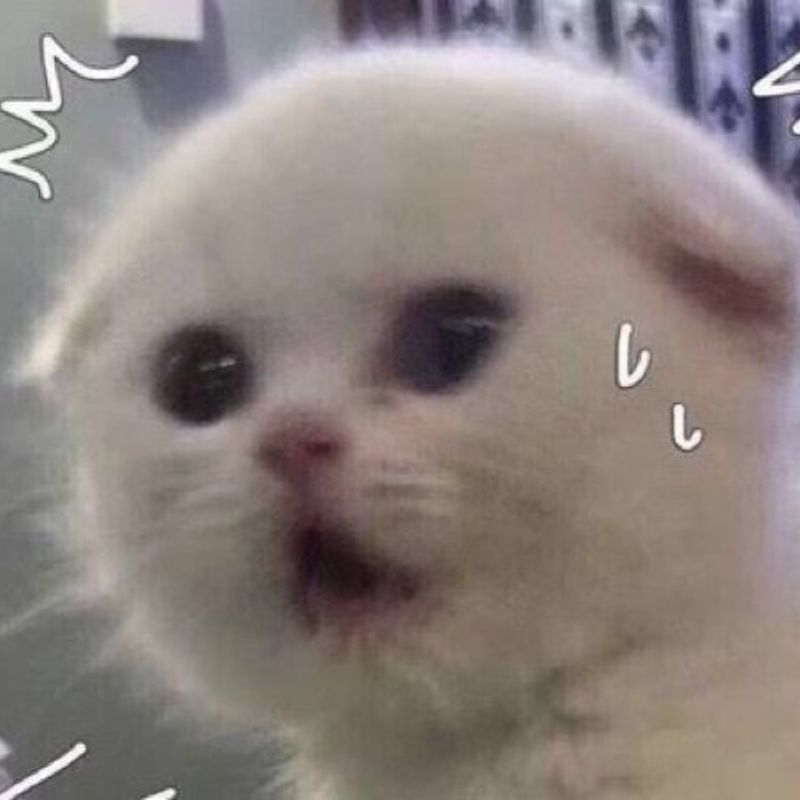 meme mèo hốt hoảng