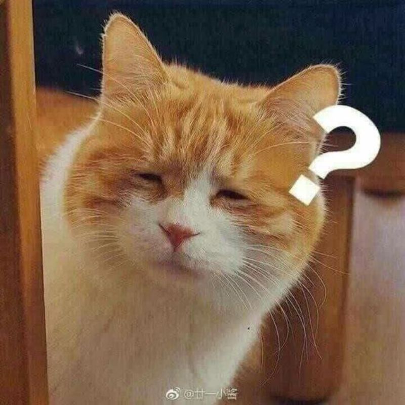 meme mèo hỏi chấm
