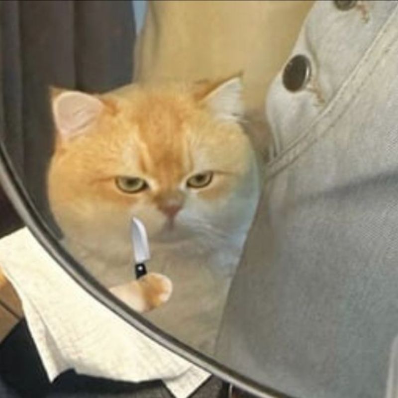 meme mèo khóc cute