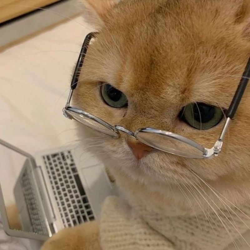 mèo đeo kính meme