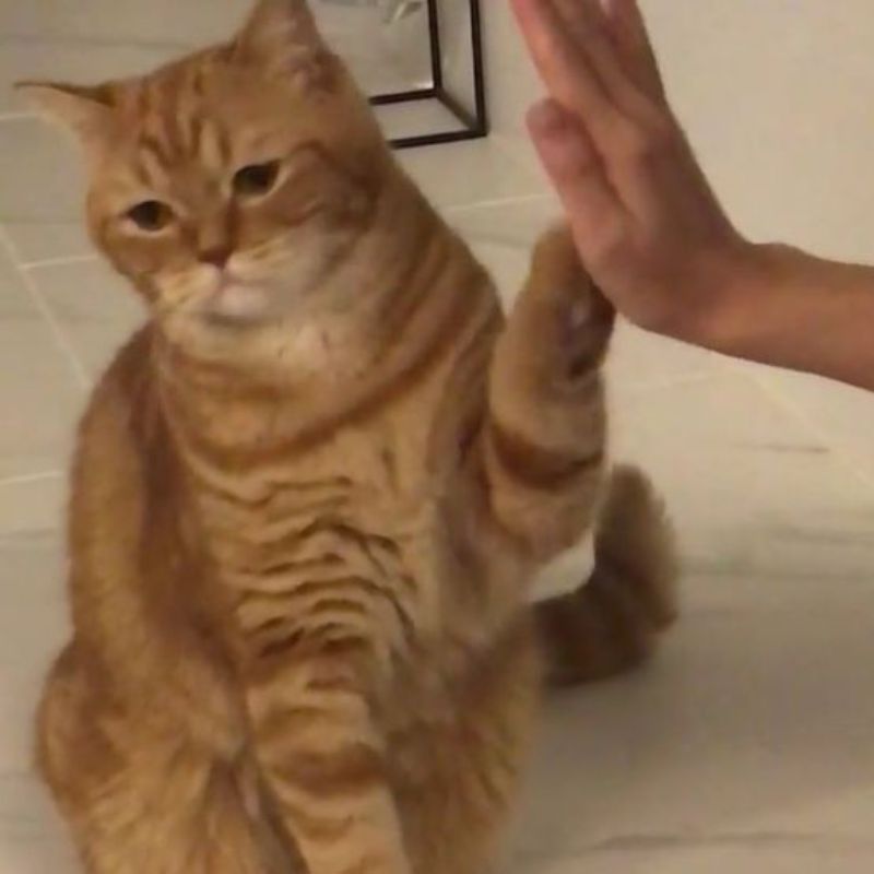 mèo chán nản meme